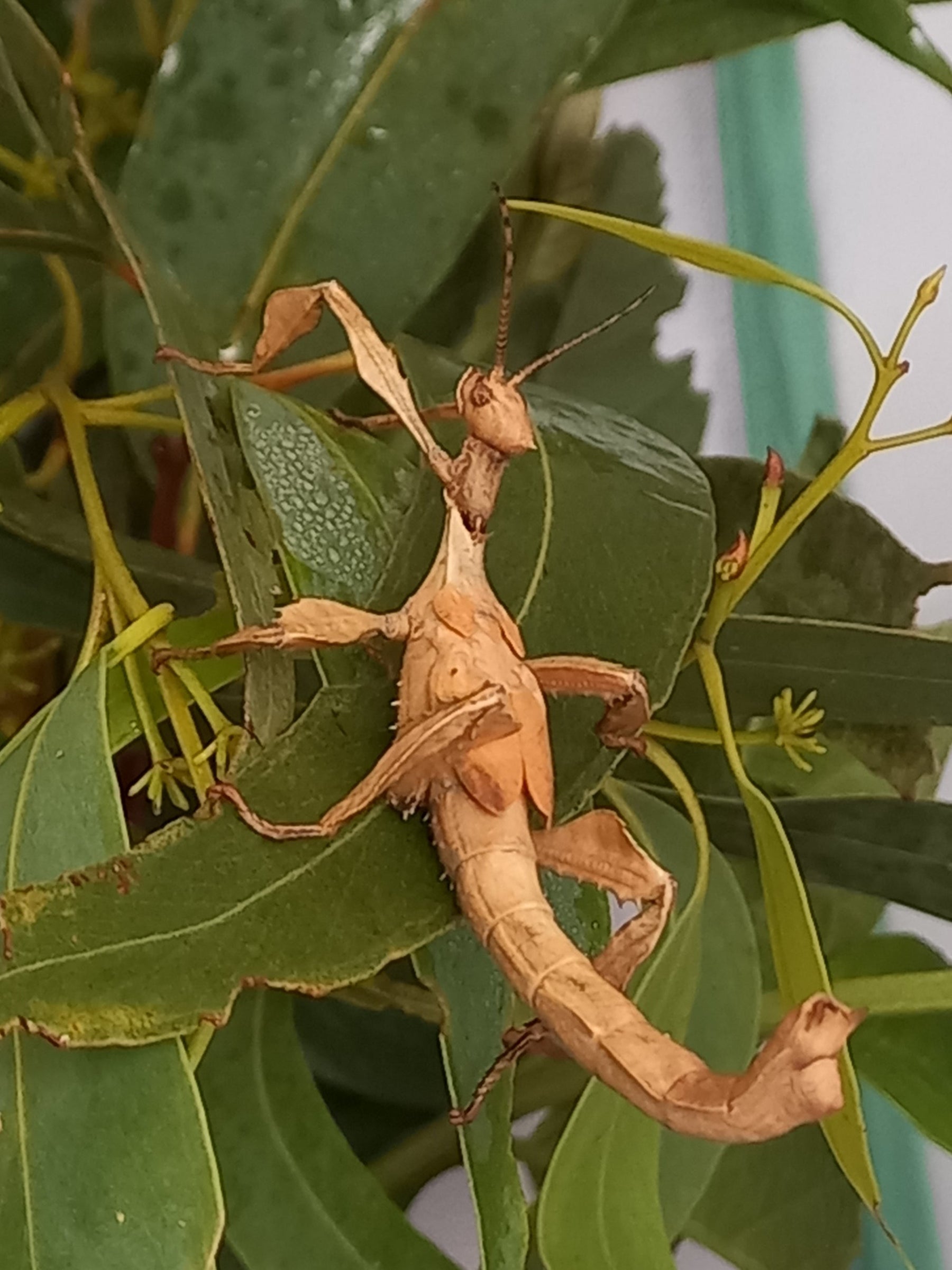 spiny leaf stick insect spinies