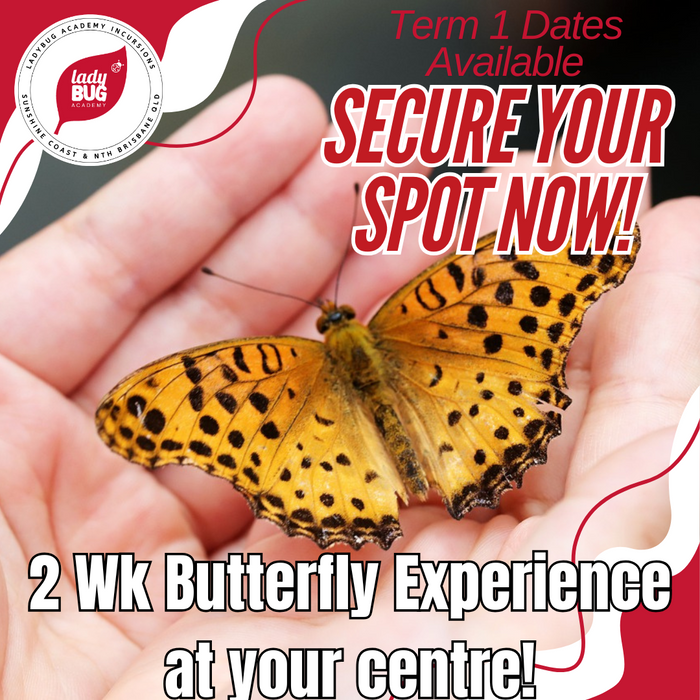 Butterfly Garden 2 Week Experience at your centre or school