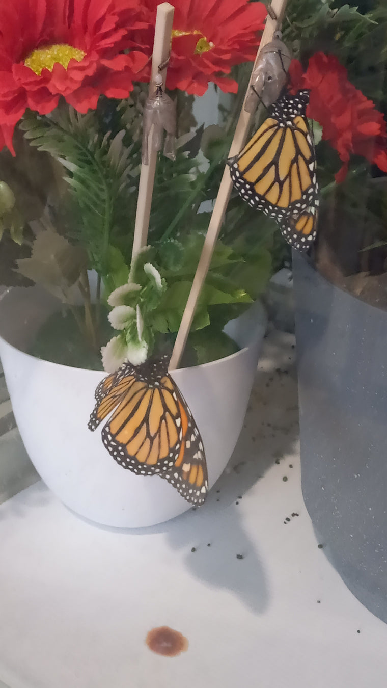 butterfly experience