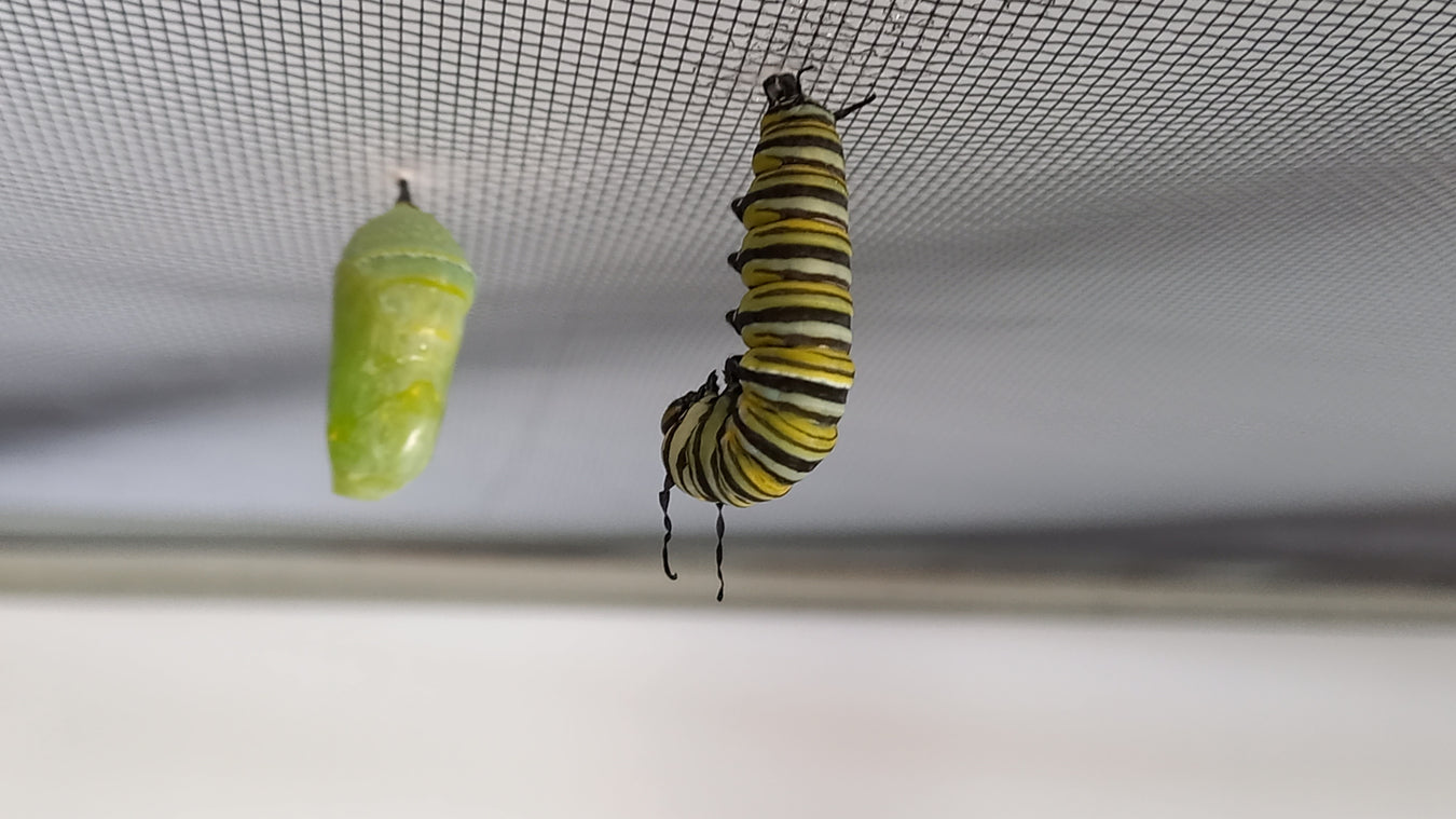 insect incursion