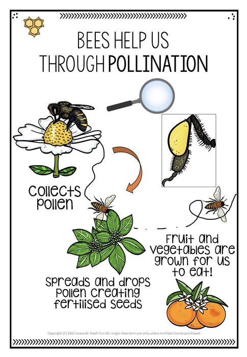 BEES UNIT Bee Life Cycle Invertebrates Vertebrates Living Science Year 1 2 3 4 - Teach Fun Oz Resources