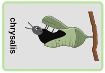 Life Cycle of a Butterfly Spinner Flash Cards Charts Science lifecycle - Teach Fun Oz Resources