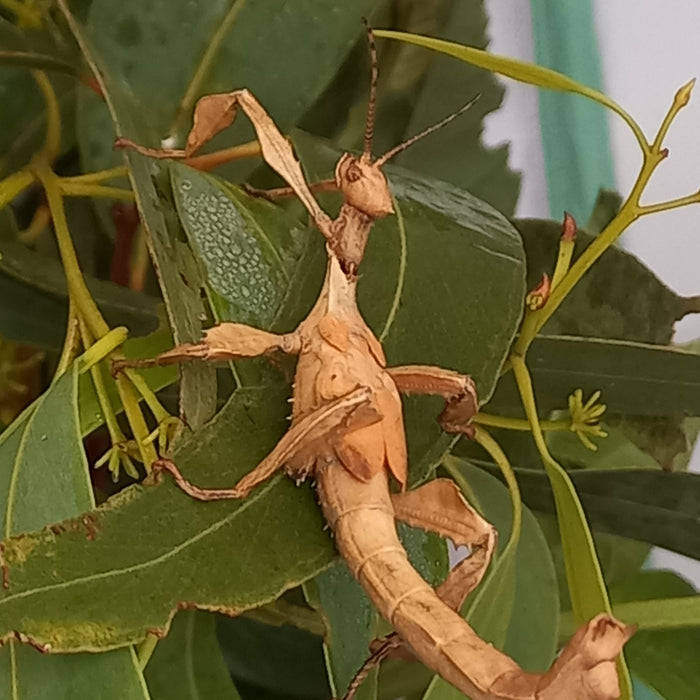 spiny leaf stick insect spinies