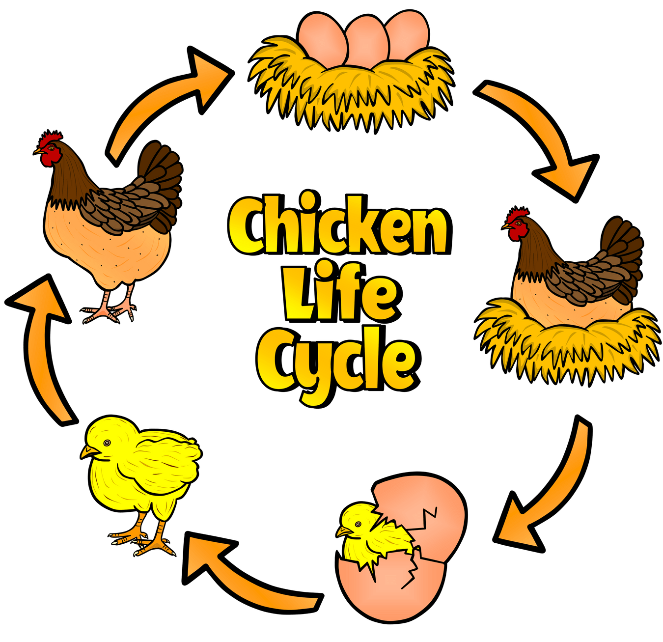 SCIENCE - LIFE CYCLES | Teach Fun Oz Resources