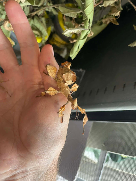 Spiny Leaf Stick Insects - Classroom or Home Pets