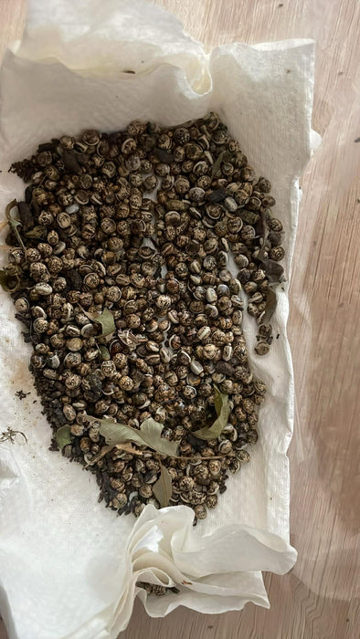 Spiny Leaf Stick Insects - Classroom or Home Pets