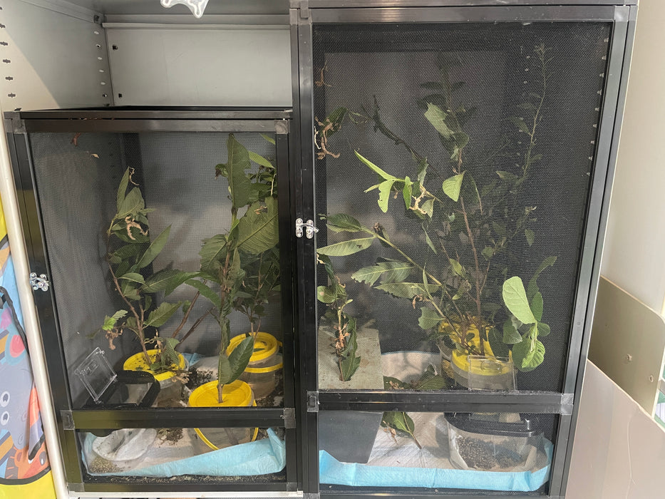 Spiny Leaf Stick Insects - Classroom or Home Pets