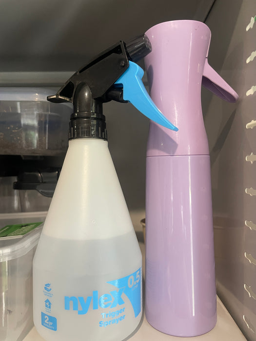 Spiny Leaf Stick Insects - Classroom or Home Pets