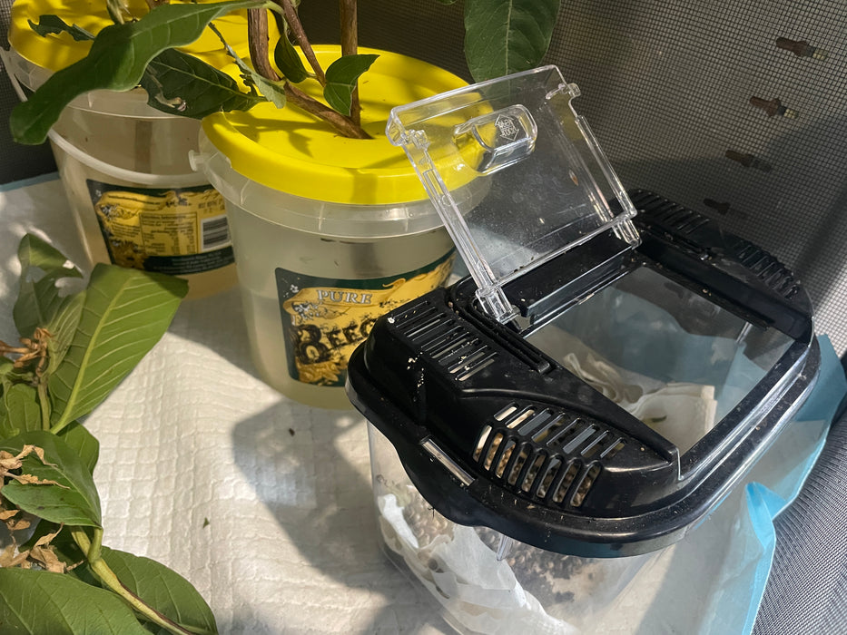 Spiny Leaf Stick Insects - Classroom or Home Pets