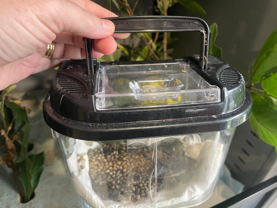 Spiny Leaf Stick Insects - Classroom or Home Pets