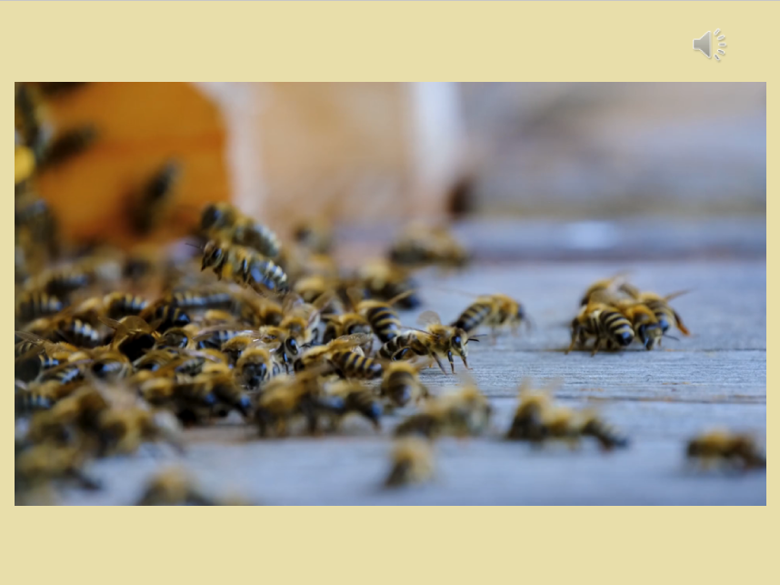 DIY Incursion Digital Pack - Buzzy Bees Incursion