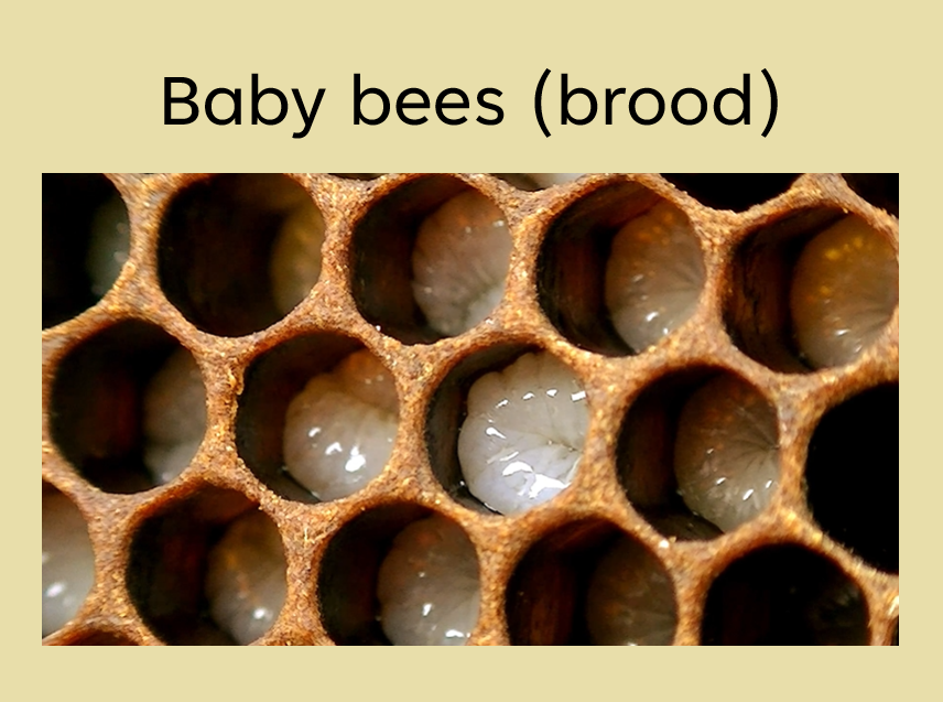 DIY Incursion Digital Pack - Buzzy Bees Incursion