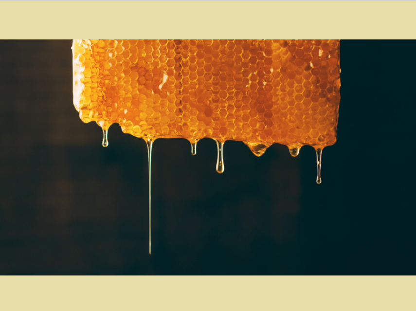 DIY Incursion Digital Pack - Buzzy Bees Incursion