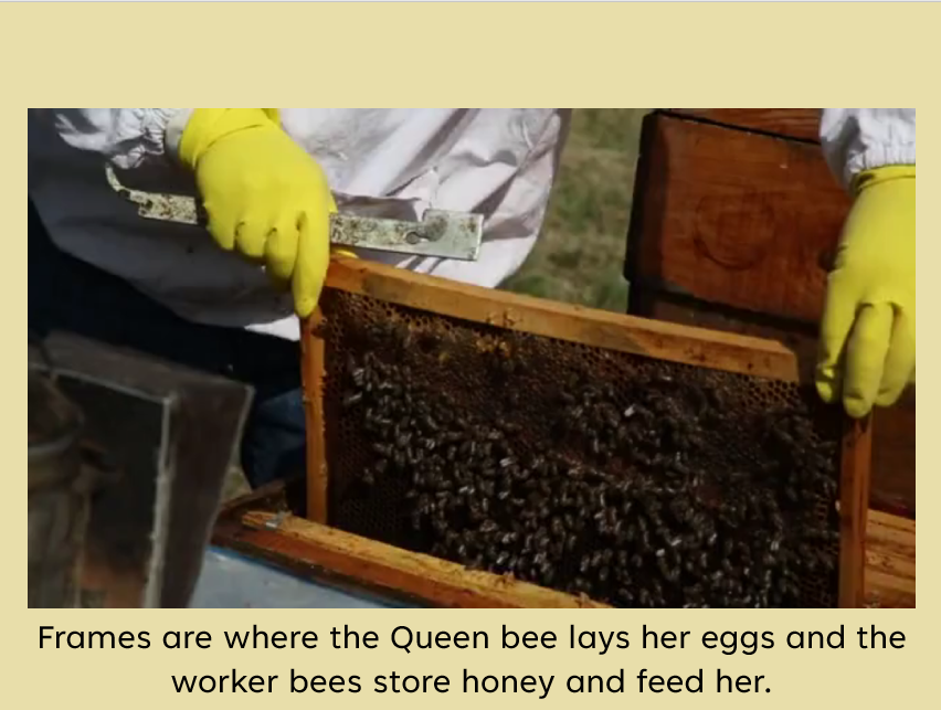 DIY Incursion Digital Pack - Buzzy Bees Incursion