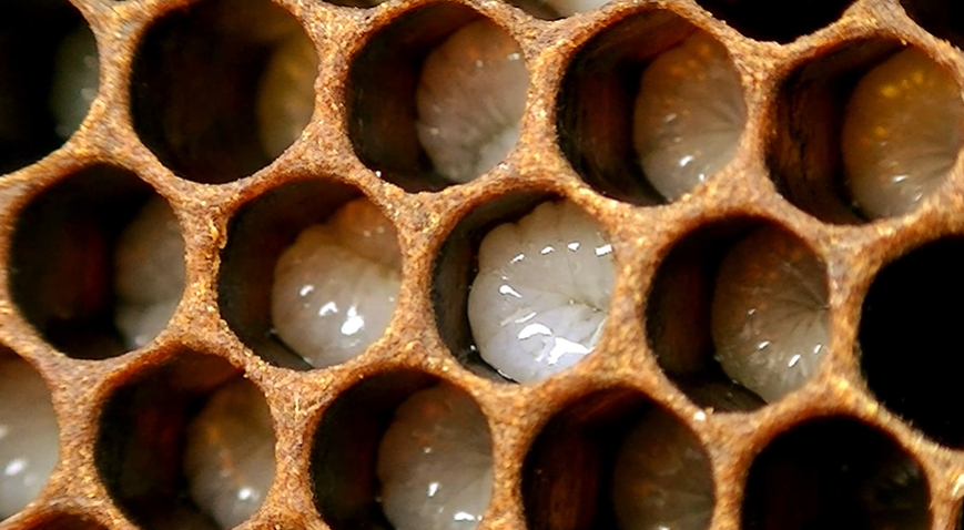 Booking Request - Buzzy Bees Incursion