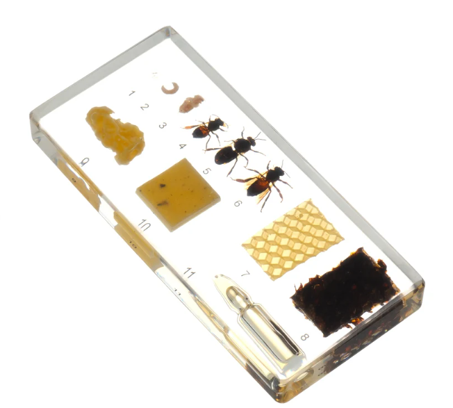 Booking Request - Buzzy Bees Incursion