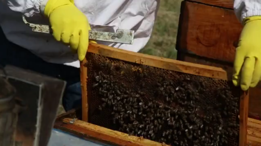 Booking Request - Buzzy Bees Incursion