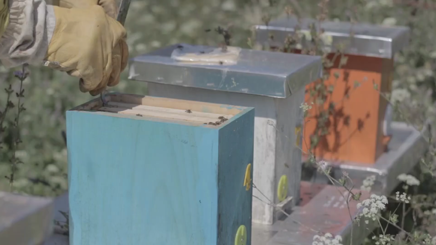 Booking Request - Buzzy Bees Incursion