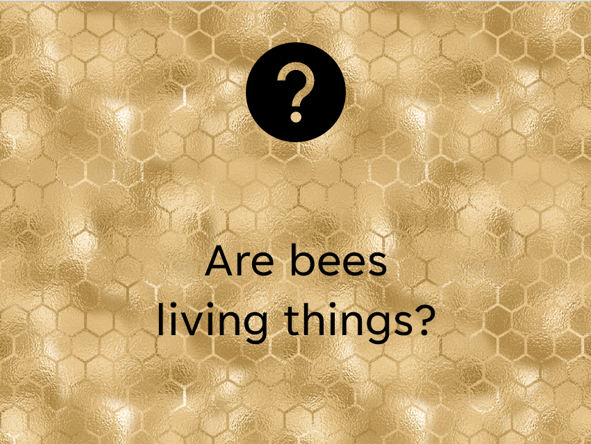 DIY Incursion Digital Pack - Buzzy Bees Incursion