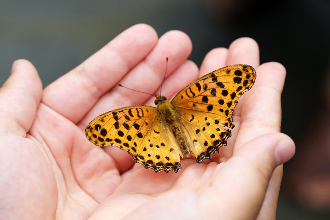 January 2025 Booking Request - Butterfly Garden 2 week experience incursion