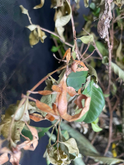 Spiny Leaf Stick Insects - Classroom or Home Pets
