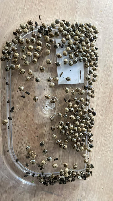 Spiny Leaf Stick Insects - Classroom or Home Pets