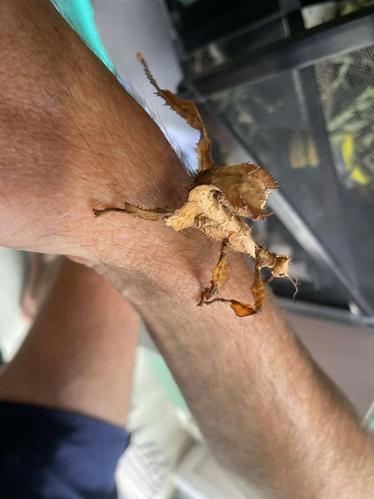 Spiny Leaf Stick Insects - Classroom or Home Pets