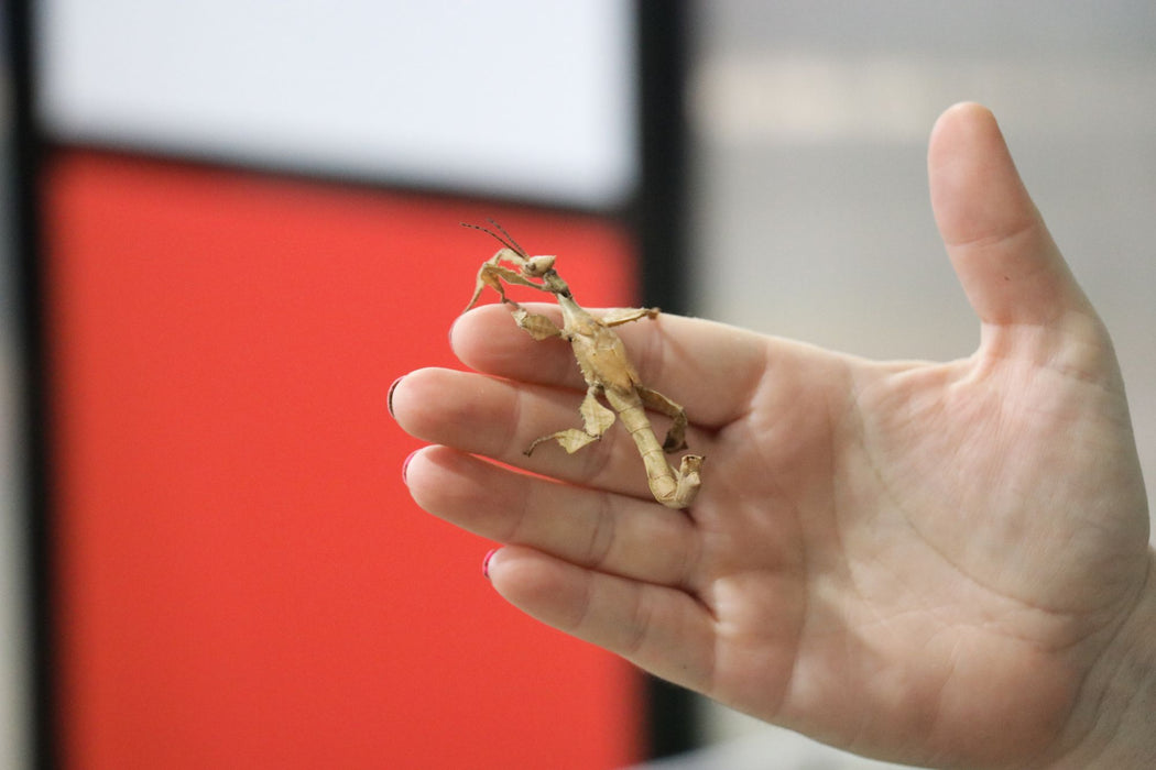 Spiny Leaf Stick Insects - Classroom or Home Pets