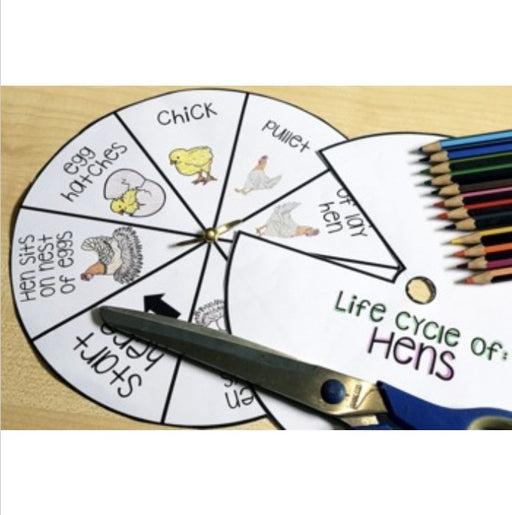 Life Cycle of a Chicken Chickens Spinner Flash Cards Charts Science lifecycle - Teach Fun Oz Resources